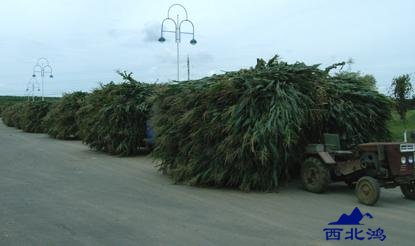 玉米秸秆青储技术