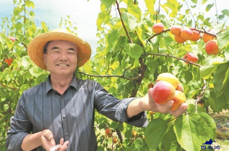 【坚定信心 实干争先】粮增畜稳 沃野生金——“青海经济年中观察”系列报道之二